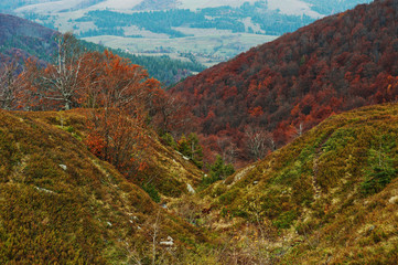 Hill of red forest on Carpathian mountains.