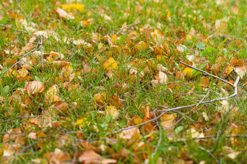 leaves in grass