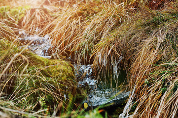 Small forest stream with frozen grass and moss