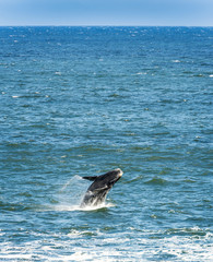Obraz premium Southern Right Whale Jumping
