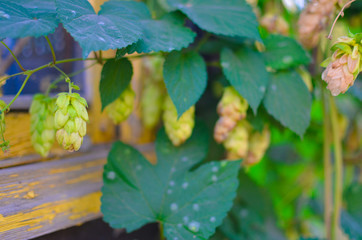 Detail of hop cones in the field