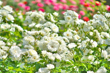 薔薇