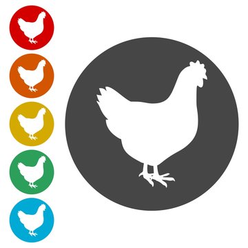 Chicken icons set 
