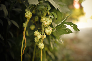 Detail of hop cones in the field