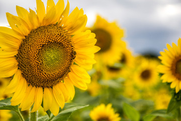 Fototapeta premium Sunflowers3