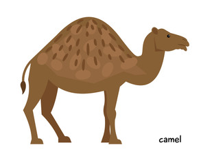 Cute brown camel with one hump and little tail