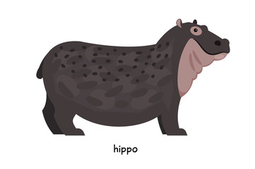 Good Hippo with small ears and short legs