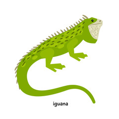 Green Iguana with long tail and distinctive snout