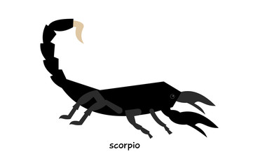 One of the most dangerous spiders - Black Scorpion