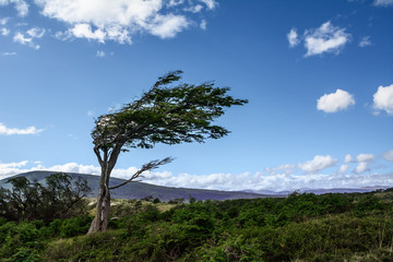Tree deformed by the wind in Tierra del Fuego