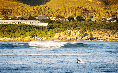 Naklejka premium Whale Tail at Hermanus, South Africa