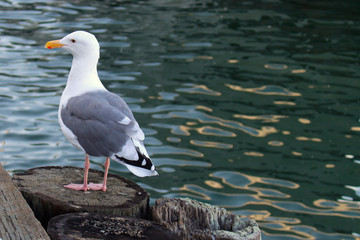 Seagull in San Francisco Bay