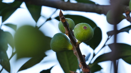 Feigen am Baum