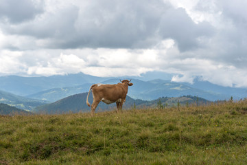 Cow in Carpathians mountains. Ukraine
