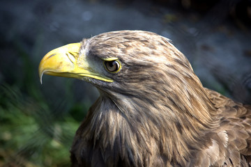 Hawk - Close up shot of a hawk.

