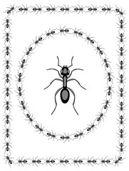 Ant insect design
