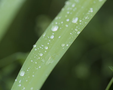 Water drops on cane leaf in the early morning