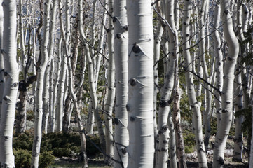 Obraz premium Army of Aspens