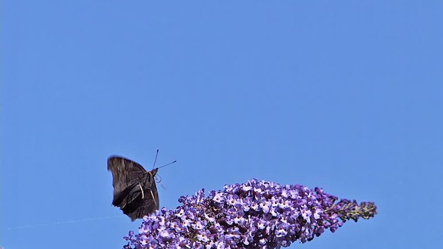 Peacock Butterfly, inachis io, Adult in Flight, Feeding on Buddleja or Summer Lilac, buddleja davidii, Normandy in France, Slow Motion