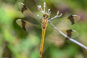 dragonfly perched on a branch for rest