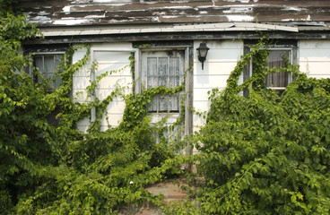 Abandoned House with with vines growing.