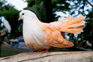 orange dove color bird 