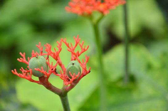 Beautiful local Thai herbs, Jatropha podagrica