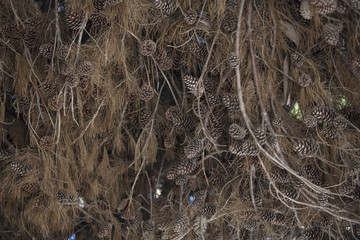 Torrey Pine Close Up of Branches and Cones