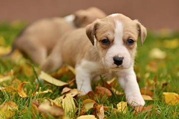 Naklejka na ściany i meble American staffordshire terrier puppie