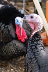 Turkey and turkey