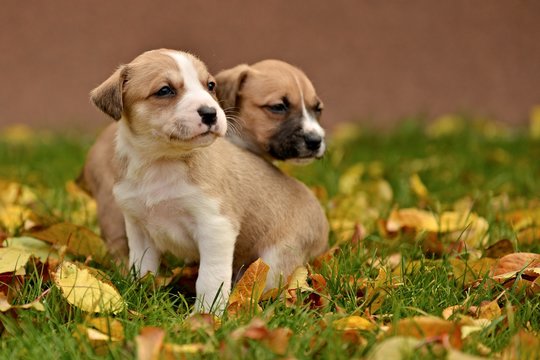 American staffordshire terrier puppie