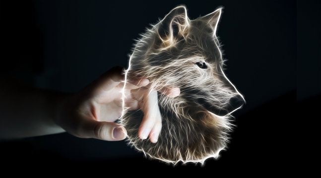 Fototapeta Person touching fractal endangered wolf illustration 3D renderin