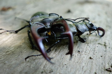 Beetle deer