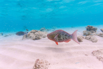 Fototapeta na wymiar Grey red Parrotfish in shallow water, Maldives