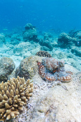 Alive red octopus sitting on coral reef, Maldives