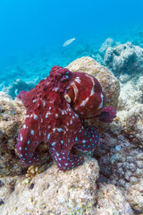 Alive red octopus sitting on coral reef, Maldives © Rostislav Ageev