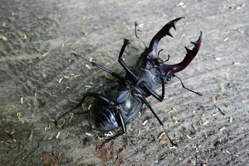 Beetle deer