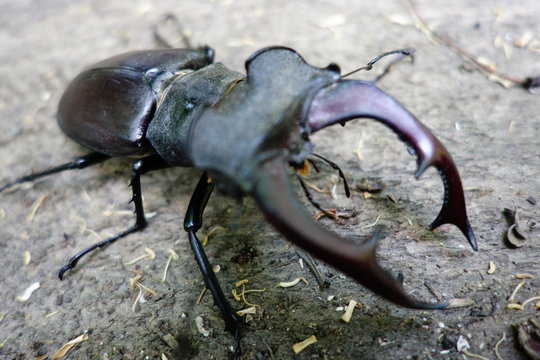 Beetle deer