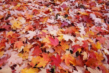 Grass covered with colorful red, orange and yellow leaves of maple trees during foliage season 