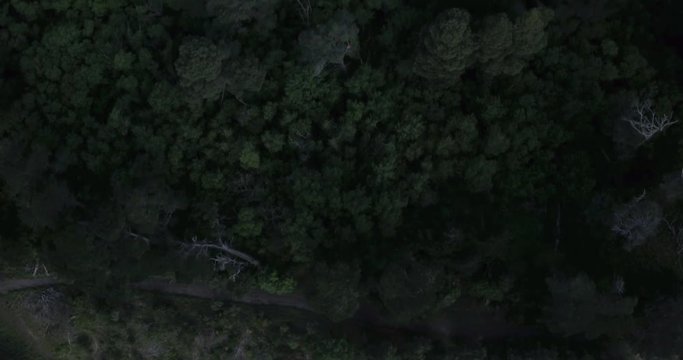 Dark forest in Australia next to the blue lake