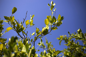 Organic lemons in Ivan Dolac, Hvar - Croatia
