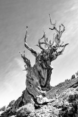 Bristlecone-Pine