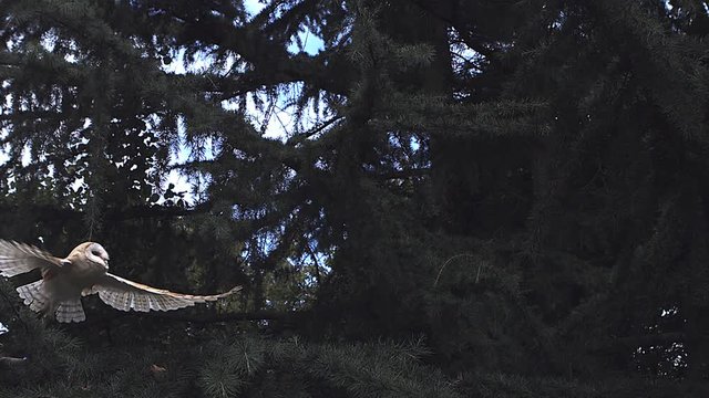 Barn Owl, tyto alba, Adult in Flight, Taking off from Tree, Normandy, Slow Motion