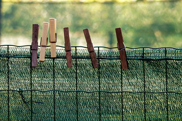 From laundry pegs in the front row on the green network of the garden