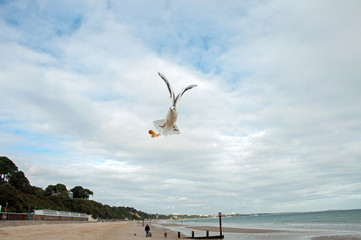 Catch this!
A hungry seabird catching some food.