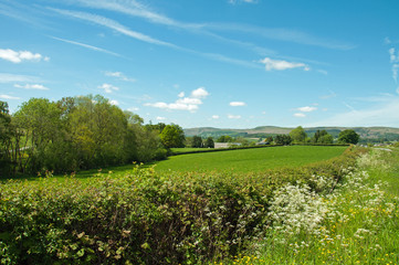Fototapeta na wymiar Countryside hedge in the Summertime.