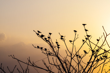 birds on tree