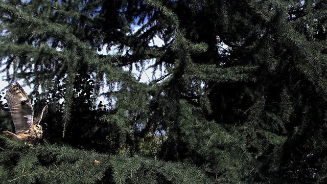 Long Eared Owl, asio otus, Adult in Flight, Taking off from Tree, Normandy in France, Slow Motion