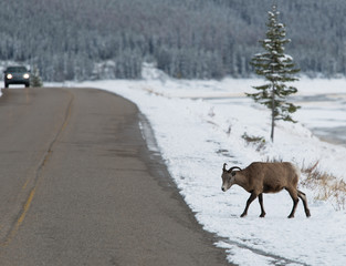 Bighorn sheep crossing a road in snow
