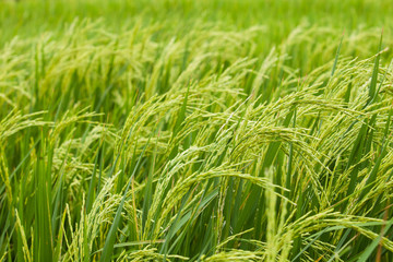 Fototapeta na wymiar Rice spike in the field.
